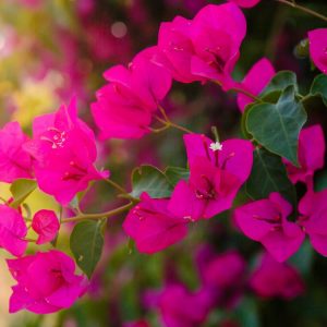 Bourgainvillea, a beautiful pink/purple flower for your front or back yard