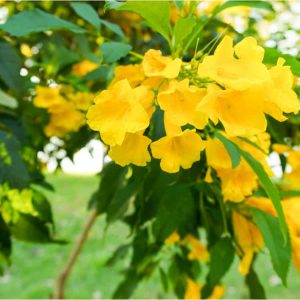 Yellow Bell, a beautiful flower for desert landscaping