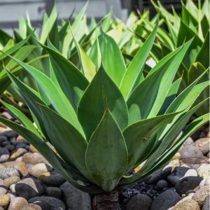 Fox tail agave, a common plant for landscaping
