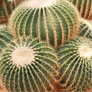 Golden barrel cacti in a desert backyard