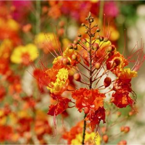 Red Bird of Paradise, a tropical-looking flower that grows well in the Arizona desert